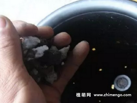 兰花换盆方法步骤及注意些什么