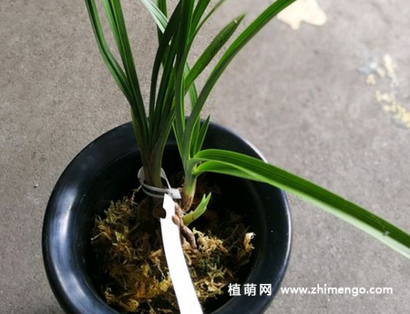 兰花换盆方法步骤及注意些什么