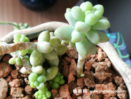 新玉缀的养殖方法，掌握这5种点