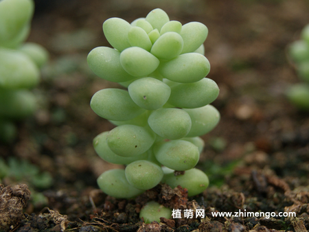 新玉缀的养殖方法，掌握这5种点