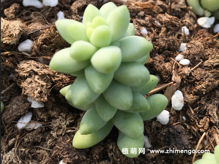 新玉缀的养殖方法，掌握这5种点