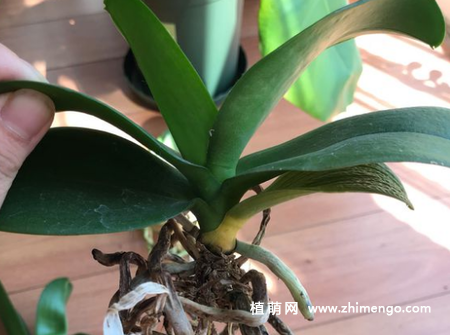 蝴蝶兰怎么换盆，这6步就可完成