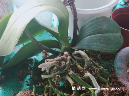 蝴蝶兰怎么换盆，这6步就可完成