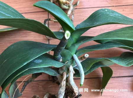 蝴蝶兰怎么换盆，这6步就可完成