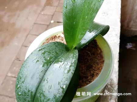 蝴蝶兰怎么换盆，这6步就可完成
