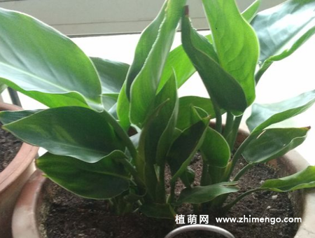 鹤望兰怎么养，6种养殖事项