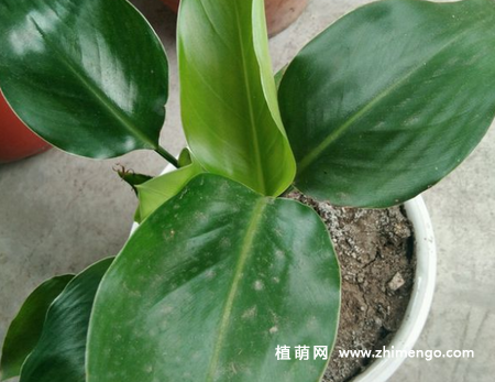 鹤望兰怎么养，6种养殖事项