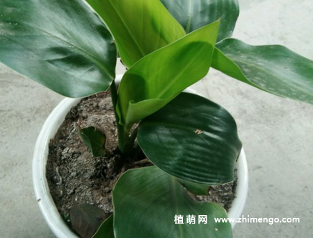 鹤望兰怎么养，6种养殖事项