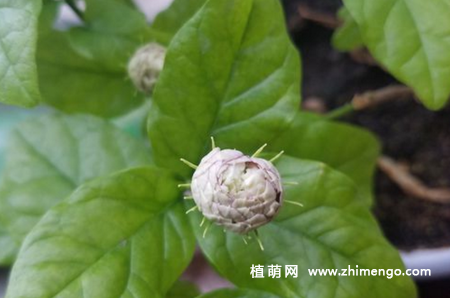 茉莉花怎么施肥，不同季节施肥方法技巧