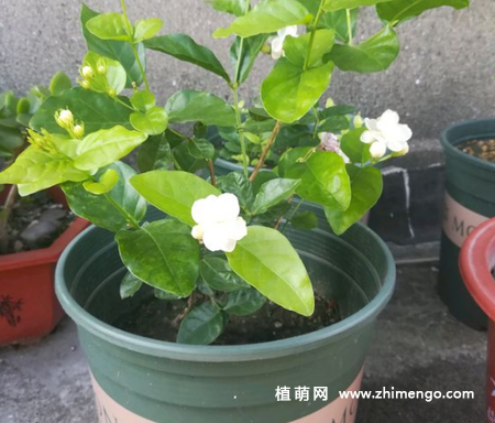 茉莉花怎么施肥，不同季节施肥方法技巧