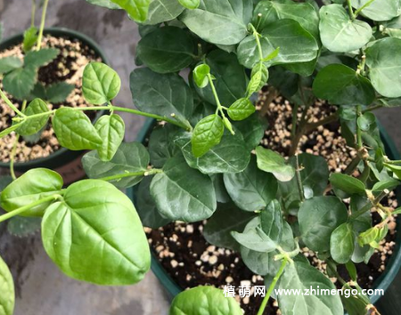 茉莉花怎么施肥，不同季节施肥方法技巧