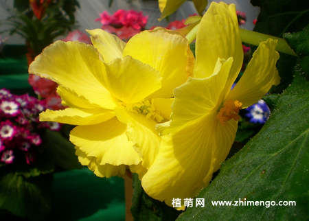 盆栽球根秋海棠怎么养