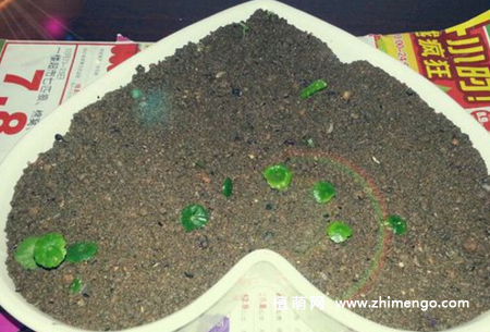 铜钱草种子种植方法