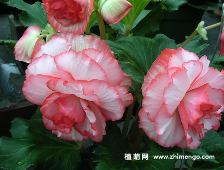 盆栽球根秋海棠怎么养