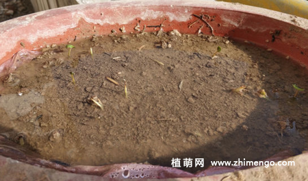 铜钱草种子种植方法