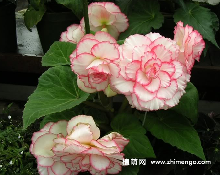 盆栽球根秋海棠怎么养