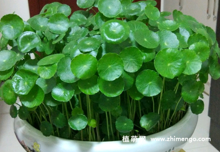铜钱草种子种植方法