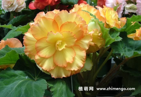 盆栽球根秋海棠怎么养