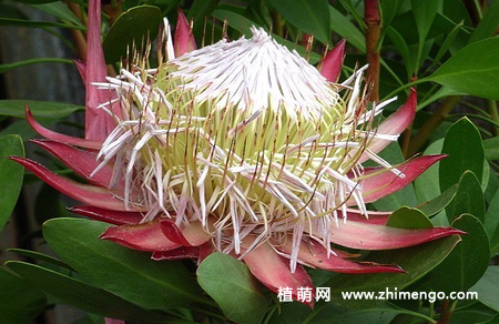 帝王花怎么养，6种日常养护方法
