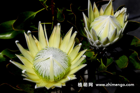 帝王花怎么养，6种日常养护方法