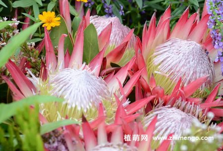 帝王花怎么养，6种日常养护方法