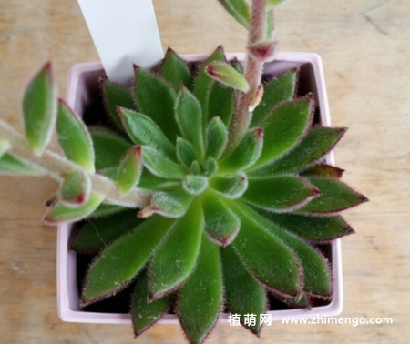 多肉植物红辉炎怎么养