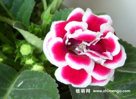 大岩桐怎么修剪，花前花后修剪方法