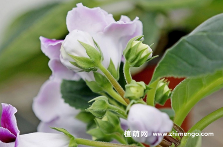 大岩桐怎么修剪，花前花后修剪方法