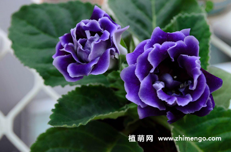 大岩桐怎么修剪，花前花后修剪方法