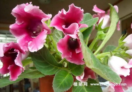 大岩桐怎么修剪，花前花后修剪方法