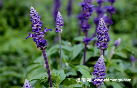 薰衣草怎么修剪，薰衣草修剪方法