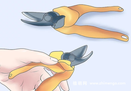 薰衣草怎么修剪，薰衣草修剪方法