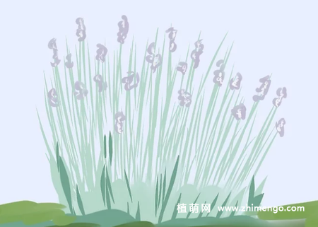 薰衣草怎么修剪，薰衣草修剪方法