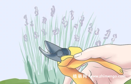 薰衣草怎么修剪，薰衣草修剪方法
