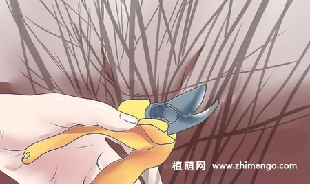 薰衣草怎么修剪，薰衣草修剪方法