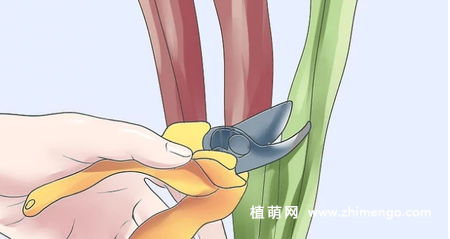薰衣草怎么修剪，薰衣草修剪方法