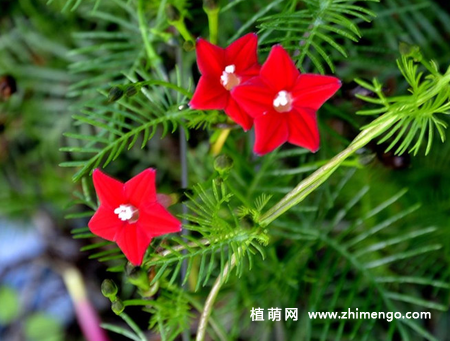 茑萝怎么养，6种日常养护事项