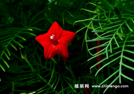茑萝怎么养，6种日常养护事项