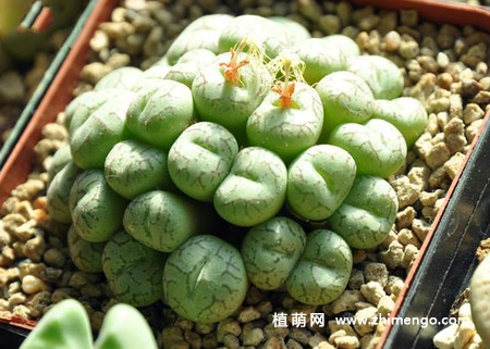 多肉植物肉锥怎么养