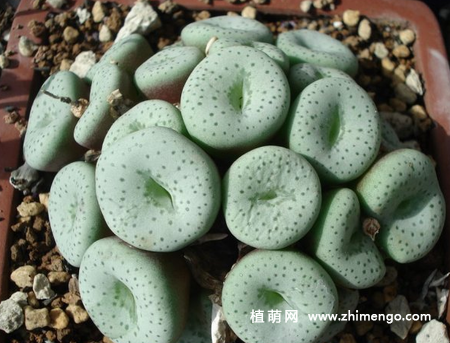 多肉植物肉锥怎么养