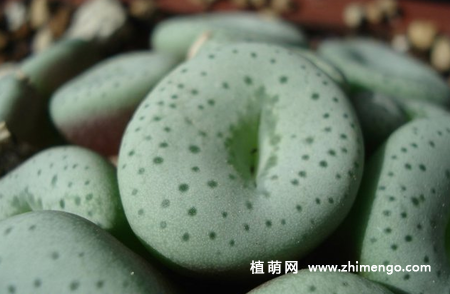 多肉植物肉锥怎么养
