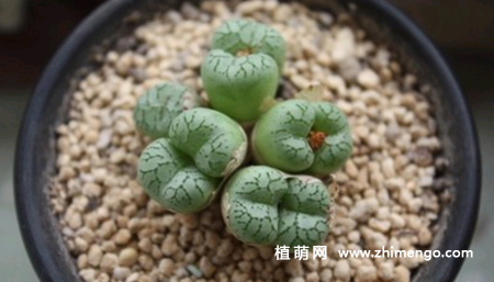 多肉植物清姬怎么养，5种日常养殖方法