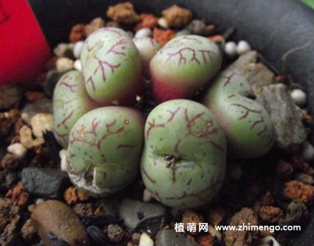 多肉植物清姬怎么养，5种日常养殖方法