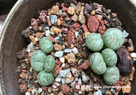 多肉植物清姬怎么养，5种日常养殖方法