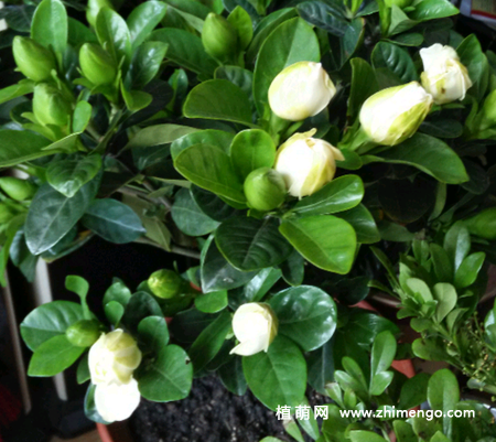 栀子花怎么养才能开花，枝叶茂盛