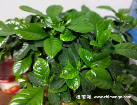 栀子花怎么养才能开花，枝叶茂盛