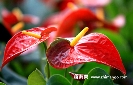 火鹤花怎么浇水，不同季节、阶段浇水方法