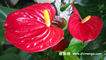 火鹤花怎么浇水，不同季节、阶段浇水方法