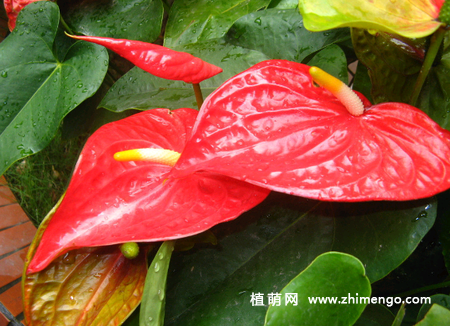 火鹤花怎么浇水，不同季节、阶段浇水方法