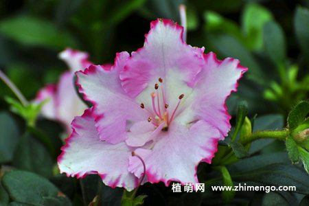 西洋杜鹃怎么浇水，3种浇水事项技巧